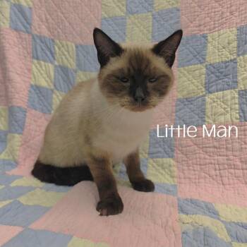 Little Man -  Siamese Cat for Adoption in Parkersburg, West Virginia - Little Man | PetCurious