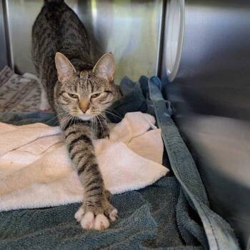Shrimp -  Domestic Short Hair Cat for Adoption in Asheville, North Carolina - Shrimp | PetCurious