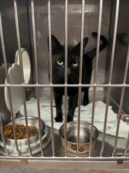 CLOVE -  Domestic Short Hair Cat for Adoption in Woodland, California - CLOVE | PetCurious