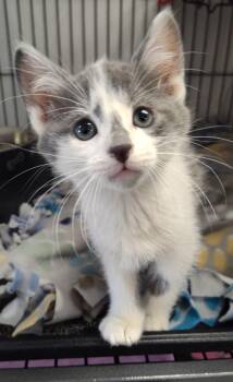 Emilio -  Domestic Short Hair Cat Available for Adoption in Grand Forks, North Dakota - Emilio | PetCurious