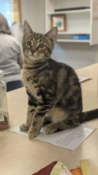 Wren -  Domestic Short Hair Cat for Adoption in Papillion, Nebraska - Wren | PetCurious