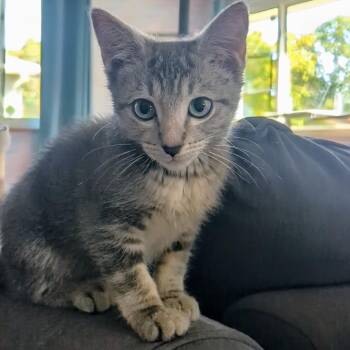 Rescue Domestic Short Hair Cats for Adoption in West Jefferson, Ohio - Thunderbolt- Best Friends With Mustang | PetCurious