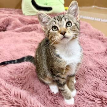 Domestic Short Hair Cats Available for Adoption in Agoura Hills, California - Guava | PetCurious