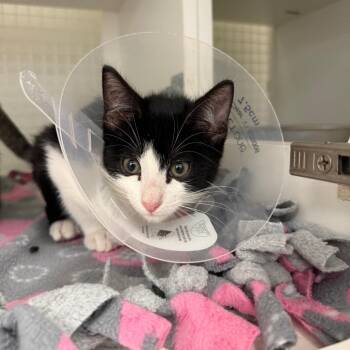 Asena -  Domestic Short Hair Cat for Adoption in San Antonio, Texas - Asena | PetCurious