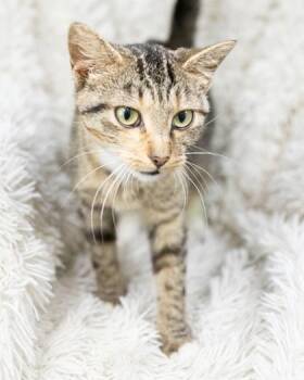 Moana -  Domestic Short Hair Cat for Adoption in Bedford, Indiana - Moana | PetCurious