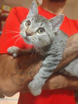 Berri aka Bear ( Kat) -  Tabby Cat for Adoption in Vallejo, California - Berri Aka Bear ( Kat) | PetCurious