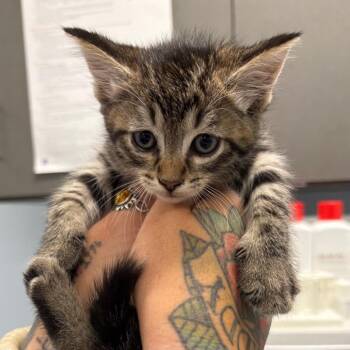 Domestic Short Hair Cats Available for Adoption in Milton, Florida - Reginald | PetCurious