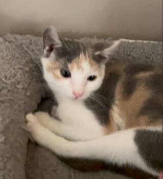 Lillian -  Domestic Short Hair Cat for Adoption in Clayton, New Jersey - Lillian | PetCurious
