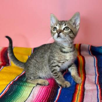 Pickle -  Domestic Short Hair Cat for Adoption in San Antonio, Texas - Pickle | PetCurious