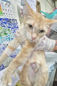NESUKO -  Domestic Short Hair Cat for Adoption in Pensacola, Florida - NESUKO | PetCurious