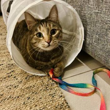 Domestic Short Hair Cats Available for Adoption - Olive, The One Of A Kind Feline  | PetCurious