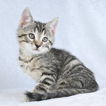 Rescue Domestic Short Hair Cats for Adoption in Mobile, Alabama - Memphis | PetCurious