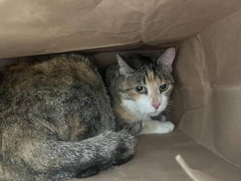 AUTUMN -  Domestic Short Hair Cat for Adoption in Loveland, Colorado - AUTUMN | PetCurious