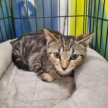 Cleo Irving 7419 -  Domestic Short Hair Cat for Adoption in Dallas, Texas - Cleo Irving 7419 | PetCurious