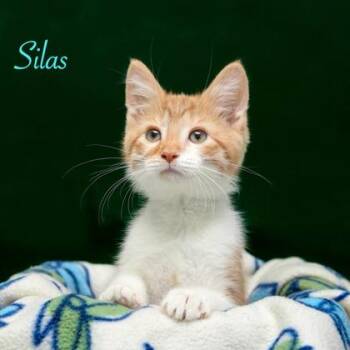 Domestic Short Hair Cats Available for Adoption in Parma, Ohio - Silas | PetCurious