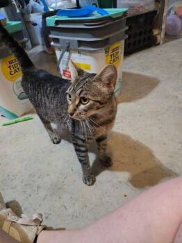 Twiggy -  Tabby Cat for Adoption in Plumerville, Arkansas - Twiggy | PetCurious