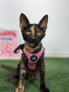 Champagne-One of our Amazing Rescue Cats -  Tortoiseshell and Domestic Short Hair Cat for Adoption in Carlsbad, California - Champagne-One Of Our Amazing Rescue Cats | PetCurious