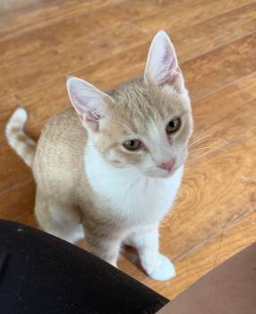Buffy -  Domestic Short Hair Cat for Adoption in Williamsville, New York - Buffy | PetCurious