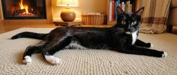 Tuxie -  American Shorthair and Domestic Short Hair Cat for Adoption in Sunnyvale, California - Tuxie | PetCurious