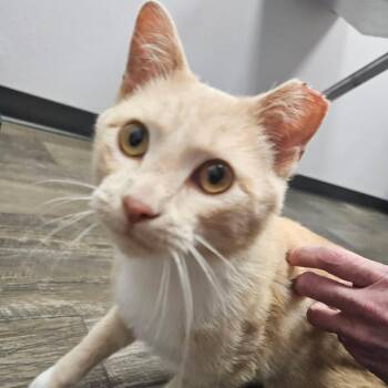 Domestic Short Hair Cats Available for Adoption in Sioux Falls, South Dakota - Pongo | PetCurious