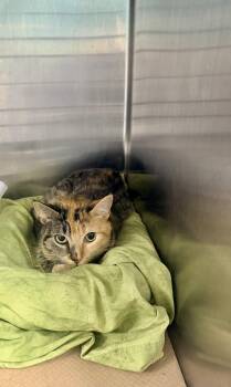 Kate Hudson (TAS 3) -  Domestic Short Hair Cat for Adoption in Trenton, New Jersey - Kate Hudson (TAS 3) | PetCurious