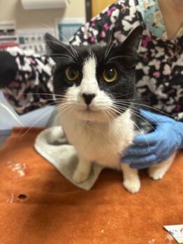 Rescue Domestic Short Hair Cats for Adoption in Sherwood, Oregon - Scotia | PetCurious