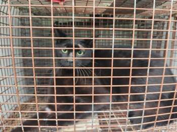 Domestic Short Hair Cats Available for Adoption in Houston, Texas - A655429 | PetCurious