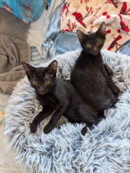 Angel Wolf -  Domestic Short Hair Cat for Adoption in Chandler, Arizona - Angel Wolf | PetCurious