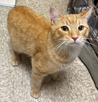 Rescue Domestic Short Hair Cats for Adoption in Herndon, Virginia - Nelson | PetCurious