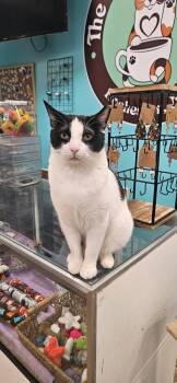 Bubbles -  Domestic Short Hair Cat for Adoption in Rochester, New York - Bubbles | PetCurious
