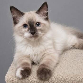 Zuri -  Siamese and Snowshoe Cat for Adoption in Andover, Minnesota - Zuri | PetCurious