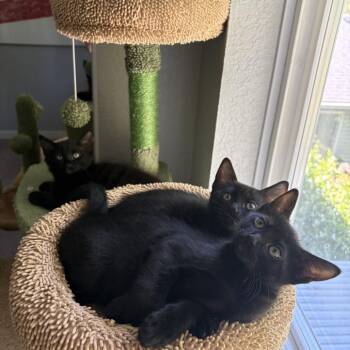 Ham -  Domestic Medium Hair Cat for Adoption in Washougal, Washington - Ham | PetCurious