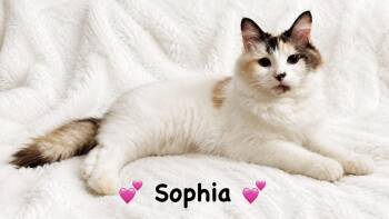 Sophia -  Domestic Long Hair Cat for Adoption in Copley, Ohio - Sophia | PetCurious
