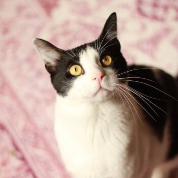Benson -  Domestic Short Hair Cat for Adoption in Richmond, Kentucky - Benson | PetCurious