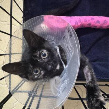 Domestic Short Hair Cats Available for Adoption - Judy | PetCurious