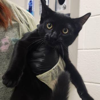 Eddie -  Domestic Short Hair Cat for Adoption in Murray, Utah - Eddie | PetCurious