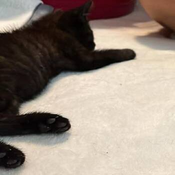 Roan -  Domestic Short Hair Cat for Adoption in Detroit Lakes, Minnesota - Roan | PetCurious