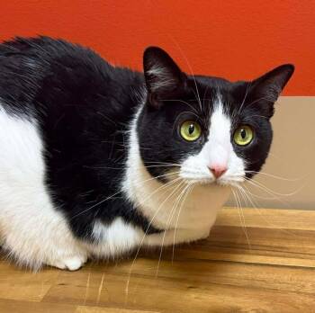 Rescue Domestic Short Hair Cats for Adoption in Maryville, Missouri - Little One / Aspen | PetCurious