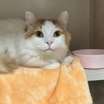 Miles & Mila Bonded pair -  Domestic Long Hair and Domestic Short Hair Cat for Adoption in East Brookfield, Massachusetts - Miles & Mila Bonded Pair | PetCurious