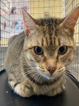 A1123856 -  Domestic Short Hair Cat for Adoption in Fort Myers, Florida - A1123856 | PetCurious