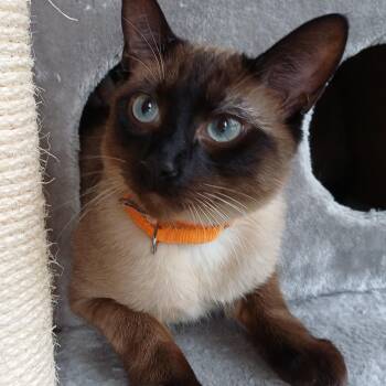 Domestic Short Hair Cats Available for Adoption - Truffle Toes | PetCurious