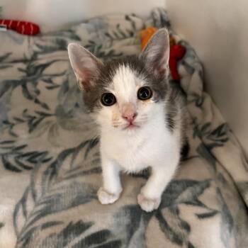 Domestic Short Hair Cats Available for Adoption in Phoenix, Arizona - Ice King | PetCurious