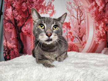 Rescue Tabby and Domestic Short Hair Cats for Adoption in Greensburg, Pennsylvania - Beau | PetCurious
