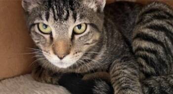 Rescue Tabby Cats for Adoption in Houston, Texas - Elvira | PetCurious