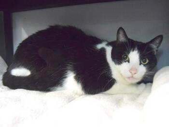 Rescue Domestic Short Hair Cats for Adoption in Sacramento, California - FREDDY | PetCurious