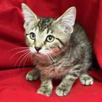 Lansing -  Tabby Cat for Adoption in Green Valley, Arizona - Lansing | PetCurious