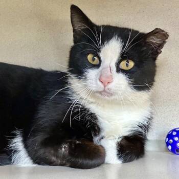 Axel -  Domestic Short Hair Cat for Adoption in Durango, Colorado - Axel | PetCurious