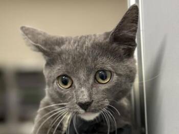 Susan -  Domestic Short Hair Cat for Adoption in Portland, Oregon - Susan | PetCurious