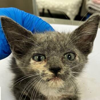 Mina -  Domestic Short Hair Cat for Adoption in Las Cruces, New Mexico - Mina | PetCurious