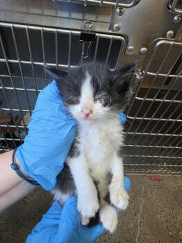 Ham -  Domestic Short Hair Cat for Adoption in Burnsville, North Carolina - Ham | PetCurious